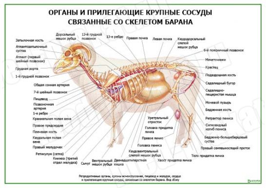 Органы и прилегающие крупные сосуды связанные со скелетом барана
