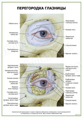 Перегородка глазницы