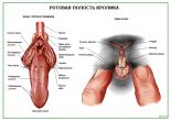 Ротовая полость кролика