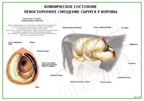 Клиническое состояние Левостороннее смещение сычуга у коровы