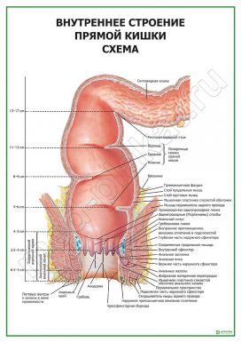 Внутреннее строение прямой кишки. Схема