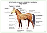 Вегетативная нервная система кобылы. Вид сбоку