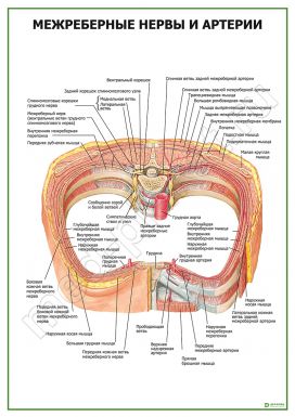 Межреберные нервы и артерии