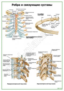 Ребра и связующие суставы