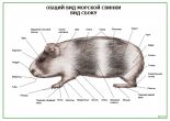 Общий вид морской свинки
