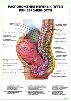 Расположение нервных путей при беременности