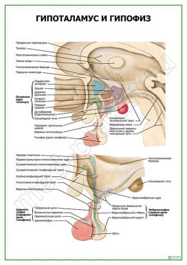 Гипоталамус и гипофиз