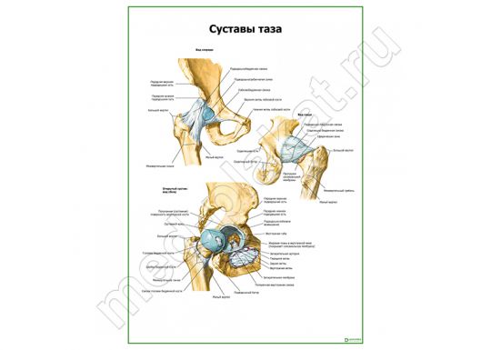 Суставы таза