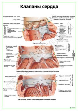 Клапаны сердца