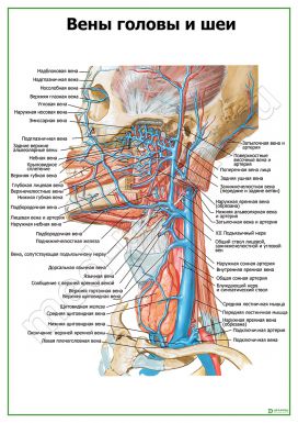 Вены головы и шеи