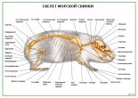 Скелет морской свинки