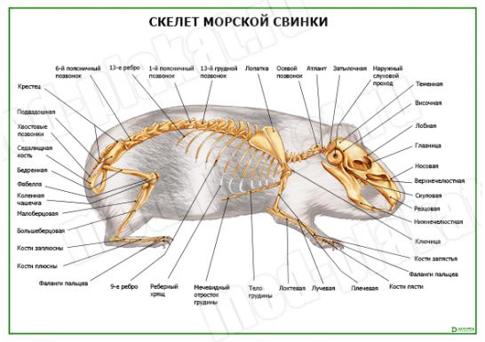Скелет морской свинки