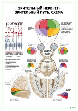 Зрительный нерв (II) Зрительный путь. Схема