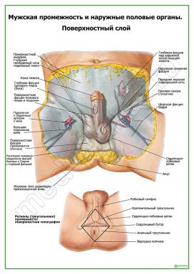 Мужская промежность, поверхностный слой