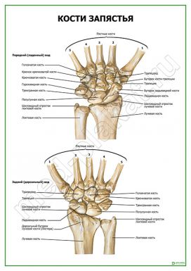 Кости запястья
