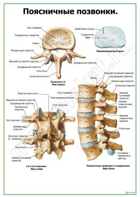 Поясничные позвонки