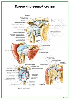 Плечо и плечевой сустав