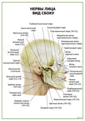 Нервы лица вид сбоку