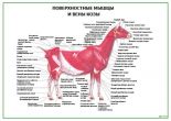 Поверхностные мышцы и вены козы