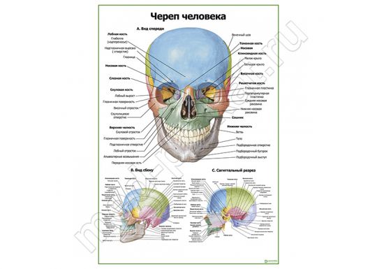 Череп человека: вид спереди, сбоку, в разрезе
