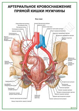 Артериальное кровоснабжение прямой кишки мужчины
