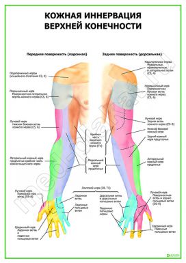 Кожная иннервация верхней конечности