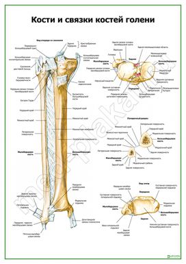 Кости и связки костей голени