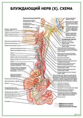 Блуждающий нерв (X). Схема