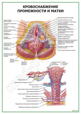 Кровоснабжение промежности и матки