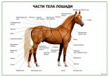 Лошади