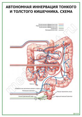 Автономная иннервация тонкого и толстого кишечника. Схема