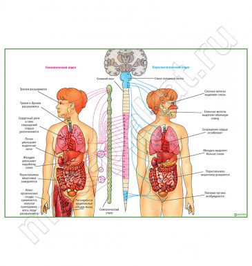 Вегетативная нервная система