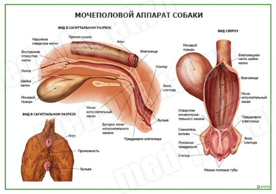 Мочеполовой аппарат собаки