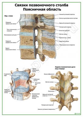 Связки позвоночного столба. Поясничная область