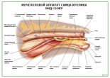 Мочеполовой аппарат самца кролика