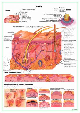 Кожа и типы нарушений