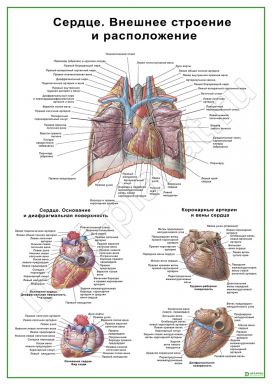 Сердце. Внешнее строение и расположение