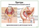 Уретра (мочеиспускатель<wbr>ный канал)