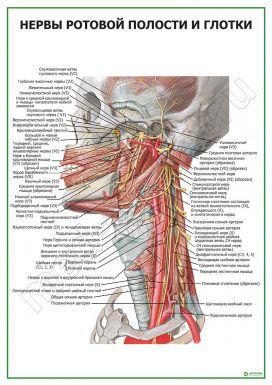 Нервы ротовой полости и глотки