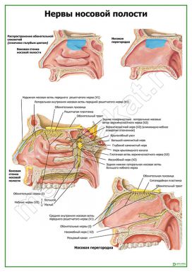 Нервы носовой полости
