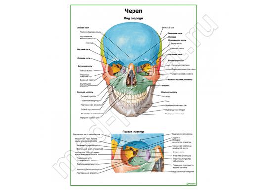 Череп и правая глазница