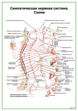 Симпатическая нервная система. Схема