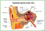 Строение органа слуха. Ухо