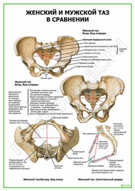 Женский и мужской таз в сравнении