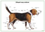 Общий вид кобеля