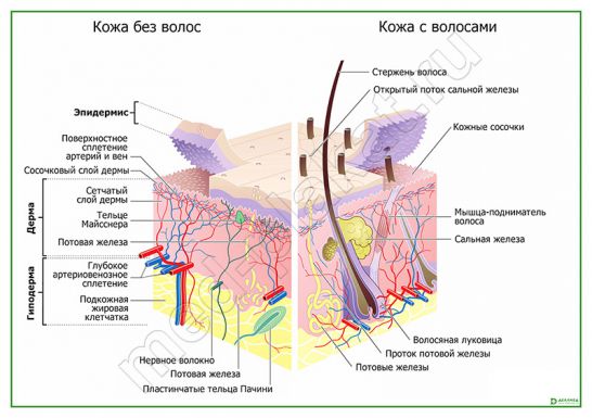 Строение кожи и волос