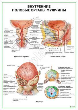 Внутренние половые органы мужчины