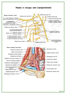 Нервы и сосуды шеи