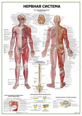 Нервная система вариант 2