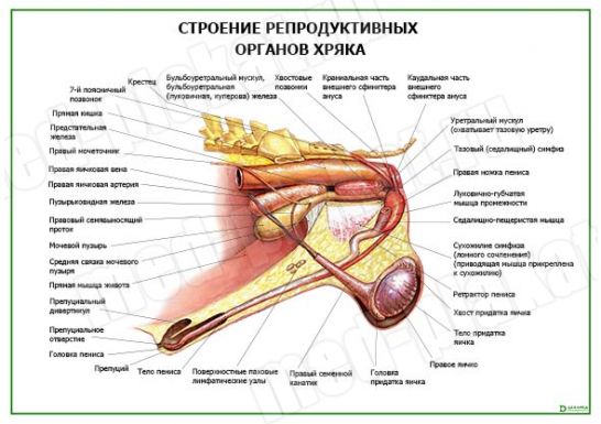 Строение репродуктивных органов хряка